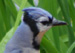 Being clever and adaptable birds, Blue Jays are good survivors