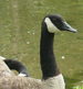 Canada_goose_thumb