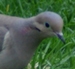 Mourning_dove_thunb