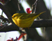 yellow warbler thumb
