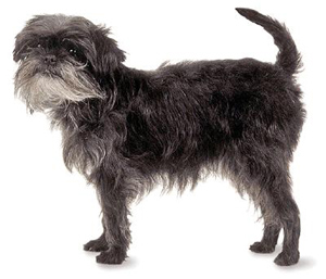 The Affenpinscher is a balanced, wiry-haired terrier-like toy dog whose intelligence and demeanor ma