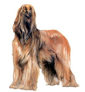 When running free, the Afghan Hound moves at a gallop