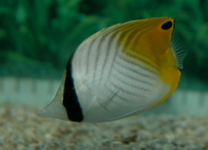 Threadfin butterflyfish grow to about nine inches 