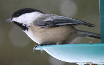 During the fall migration and winter, chickadees often flock together.