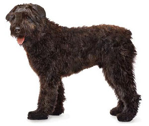 The Bouvier des Flandres is a powerfully built, compact, short-coupled, rough-coated dog of notably 