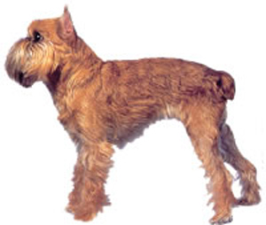 Brussels griffon is a toy dog, intelligent, alert, sturdy, with a thickset, short body, a smart carr