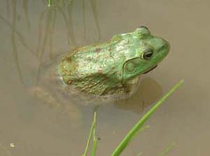 female bullfrog - notice the tympanic membrane