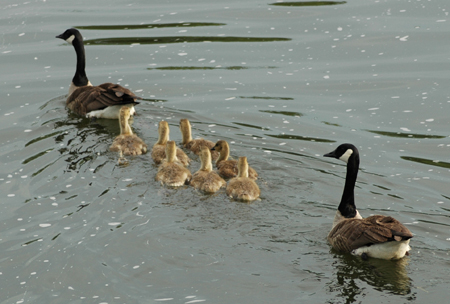 canada geese feed mainly on plant material
