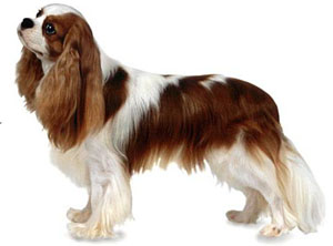 The Cavalier King Charles Spaniel is an active, graceful, well-balanced toy spaniel