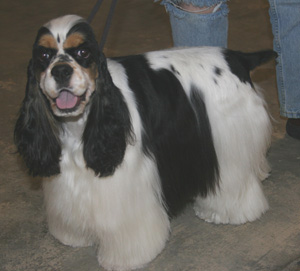 Cocker spaniels are the smallest member of the Sporting Group
