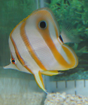 Copperbanded butterflyfish attain an average size of 7.9 inches