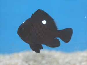 Domino damselfish are reef safe