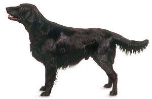 The Flat-Coated Retriever is a versatile family companion hunting retriever