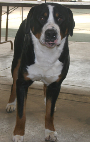 The Greater Swiss Mountain Dog is a Draft and Drover breed
