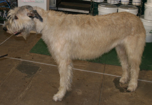 The Irish Wolfhound is a rough-coated Greyhound-like breed