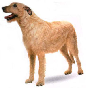 the Irish Wolfhound is remarkable in combining power and swiftness with keen sight. 