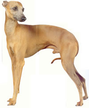 The Italian Greyhound is very similar to the Greyhound