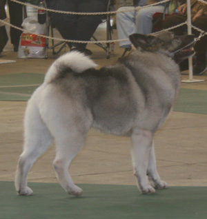 In temperament, the Norwegian Elkhound is bold and energetic