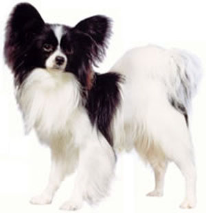 The Papillon is a small, friendly, elegant toy dog of fine-boned structure