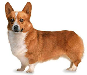 The judge shall dismiss from the ring any Pembroke Welsh Corgi that is excessively shy