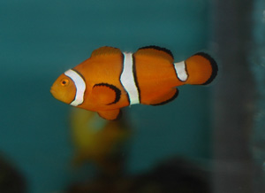 Percula Clownfish