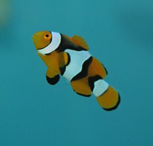 The common Clownfish is found widespread throughout the tropical 