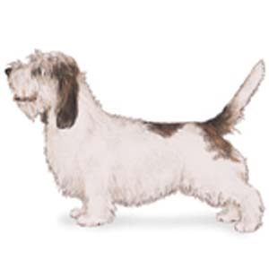 The Petit Basset Griffon Vendéen is a scent hound developed to hunt small game