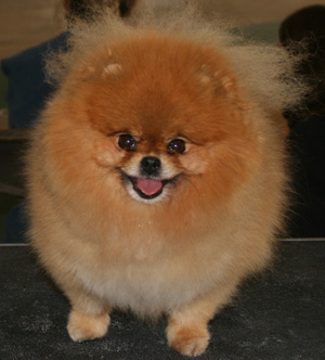 [Image: Pomeranian_picture.jpg]