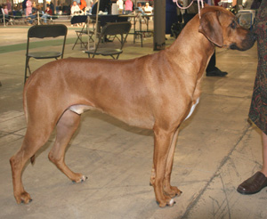 Rhodesian Ridgeback is bred to hunt lions