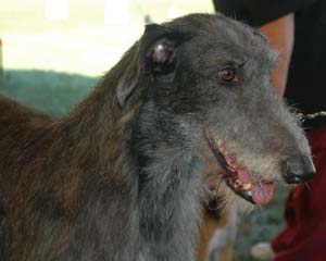 The Scottish Deerhound