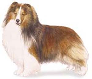 The trotting gait of the Shetland Sheepdog should denote effortless speed and smoothness. 