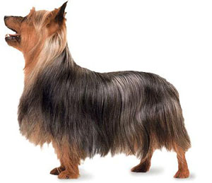 The Silky Terrier is a true "toy terrier".