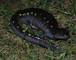 The Spotted Salamander is one of the larger members of the mole salamander family