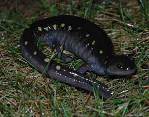 The Spotted Salamander is one of the larger members of the mole salamander family The Spotted Salamander is one of the larger members of the mole salamander family