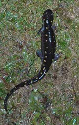 Without moisture, Spotted Salamanders will dry out and die.