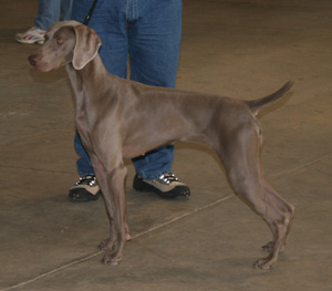 The weimaraner is a medium-sized gray dog, with fine aristocratic features.