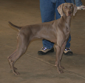 Weimaraners make excellent field dogs