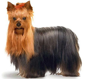 The yorkshire terrier