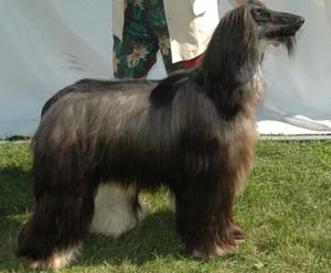 The Afghan Hound should be shown in its natural state