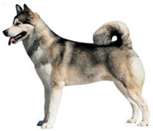 The Alaskan Malamute is one of the oldest Arctic sled dogs
