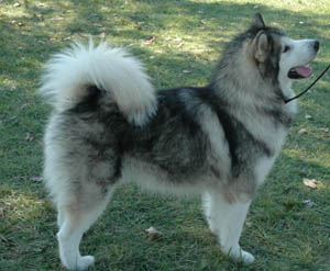alaskan malamute one of the oldest Arctic sled dogs, is a powerful and substantially built dog