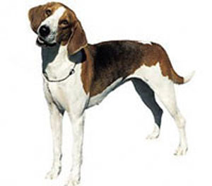 American Foxhound