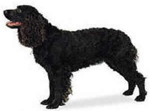 The American Water Spaniel was developed in the United States as an all-around hunting dog