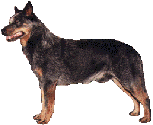 The australian cattle dog has the general appearance is that of a strong compact, symmetrically buil