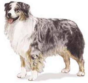 The Australian Shepherd is an intelligent, medium-sized dog of strong herding and guardian instincts