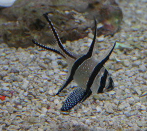 banggai cardinalfish grow to about three inches