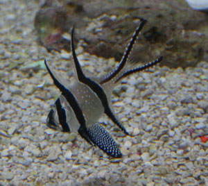 banggai cardinalfish are reef compatible