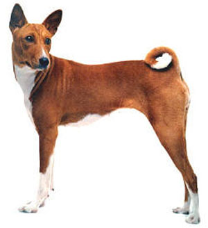 The Basenji is a small, short haired hunting dog from Africa