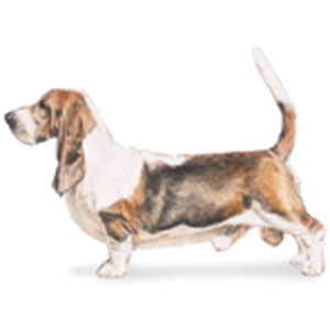 The Basset Hound moves in a smooth, powerful, and effortless manner.