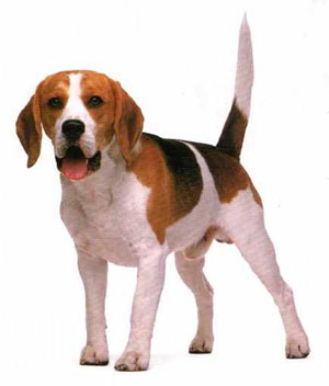 Beagles are fantastic rabbit dogs